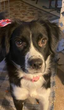 Trixie -  Australian Shepherd and Border Collie Dog for Adoption in Elk River, Minnesota - Trixie | PetCurious