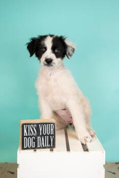 Australian Cattle Dog Blue Heeler Dogs Available for Adoption in Brighton, Colorado - 321-26 | PetCurious