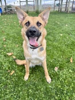Rescue Mixed Breed Dogs for Adoption in Roseburg, Oregon - Lila | PetCurious