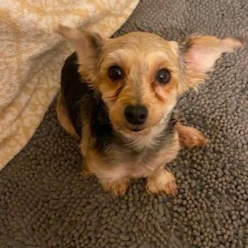 Portia -  Yorkshire Terrier Dog for Adoption in Winchester, Virginia - Portia | PetCurious