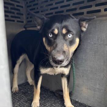 Nova -  Husky and Mixed Breed Dog for Adoption in Saint Joseph, Missouri - Nova | PetCurious