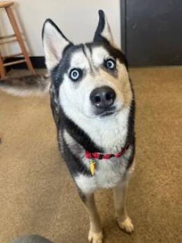 Siberian Husky Dogs Available for Adoption - Arrow | PetCurious
