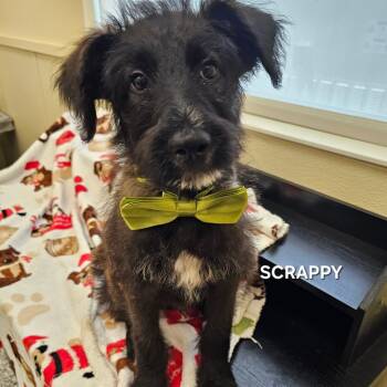 Scrappy -  Schnauzer and Standard Poodle Dog for Adoption in Madisonville, Tennessee - Scrappy | PetCurious