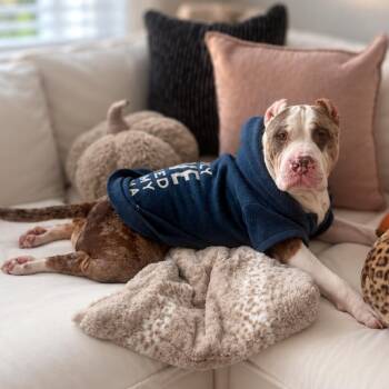 Hopper -  Mixed Breed Dog for Adoption in Sarasota, Florida - Hopper | PetCurious