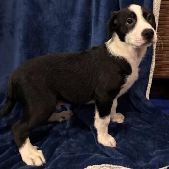 John B -  Border Collie and Great Pyrenees Dog for Adoption in Waterloo, Iowa - John B | PetCurious
