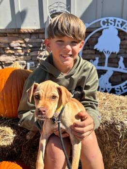 Rescue Beagle and Labrador Retriever Dogs for Adoption in Aiken, South Carolina - Amara | PetCurious