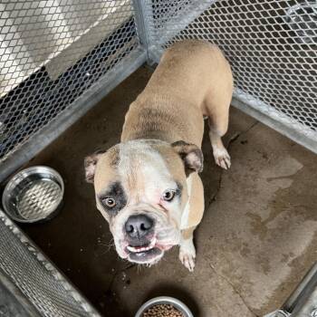 Daffy -  Mixed Breed Dog for Adoption in Lake Jackson, Texas - Daffy | PetCurious