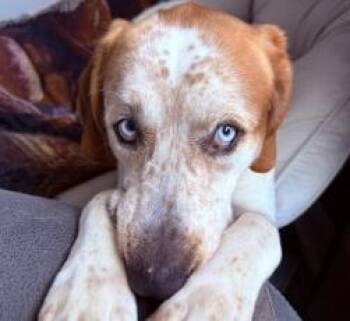 Oswald -  Coonhound and Husky Dog for Adoption in Gainesville, Florida - Oswald | PetCurious