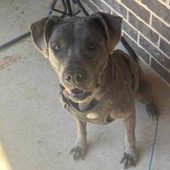 Pit Bull Terrier Dogs Available for Adoption in Aledo, Texas - Blue | PetCurious