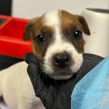 Dwight -  Mixed Breed Dog for Adoption in Yuma, Arizona - Dwight | PetCurious