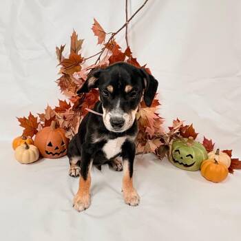 1125 (2026) Scout -  Pit Bull Terrier and Mixed Breed Dog for Adoption in Parker, Colorado - 1125 (2026) Scout | PetCurious