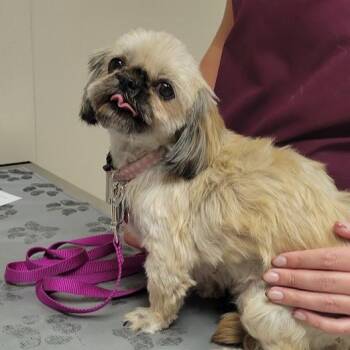 Dutchess -  Shih Tzu Dog for Adoption in Grand Island, Nebraska - Dutchess | PetCurious
