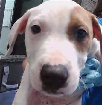 Pit Bull Terrier Dogs Available for Adoption in Tulsa, Oklahoma - HANK | PetCurious