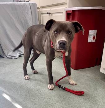 Rescue Mixed Breed Dogs for Adoption in Danielsville, Georgia - David | PetCurious