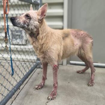 Starlight -  Shepherd and Mixed Breed Dog for Adoption in Tulsa, Oklahoma - Starlight | PetCurious