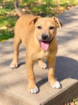 Percy Park -  Pit Bull Terrier Dog for Adoption in Nashville, Tennessee - Percy Park | PetCurious