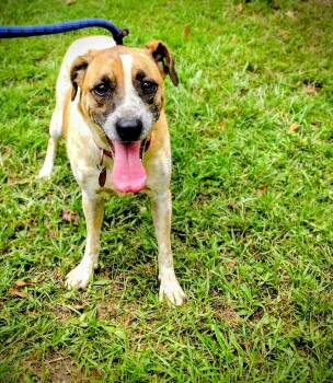 Rescue Mixed Breed Dogs for Adoption in Carthage, Mississippi - Rizzo | PetCurious