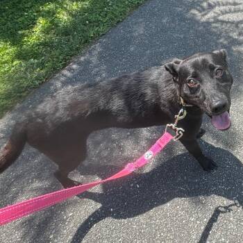 Yoshie -  Labrador Retriever and Mixed Breed Dog for Adoption in Wilmington, Delaware - Yoshie | PetCurious