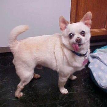Rescue Chihuahua and Pug Dogs for Adoption in California, Maryland - Max - 12 Pounds | PetCurious