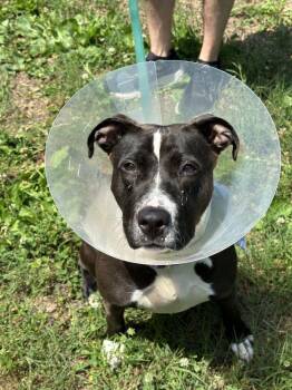 Oreo -  Mixed Breed Dog for Adoption in Alexandria, Virginia - Oreo | PetCurious