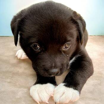 Sirius -  Siberian Husky Dog for Adoption in Aquilla, Texas - Sirius | PetCurious