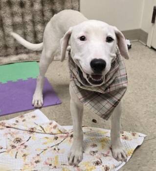 Vhager -  Mixed Breed Dog for Adoption in Hamilton, Ohio - Vhager | PetCurious