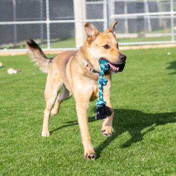 Scooby -  Shepherd and Mixed Breed Dog for Adoption in Evansville, Indiana - Scooby | PetCurious