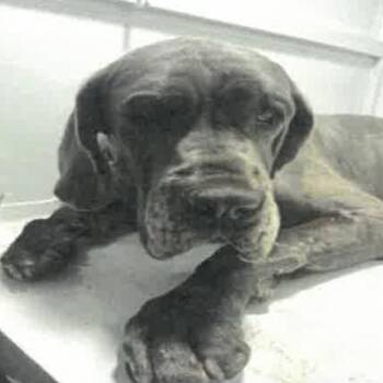 Beauty A2301036 -  Great Dane Dog for Adoption in Los Angeles, California - Beauty A2301036 | PetCurious
