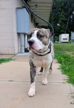 GOSH -  Pit Bull Terrier and Mixed Breed Dog for Adoption in Hamilton Township, New Jersey - GOSH | PetCurious