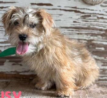Cairn Terrier Dogs Available for Adoption in Carrollton, Texas - Susy | PetCurious