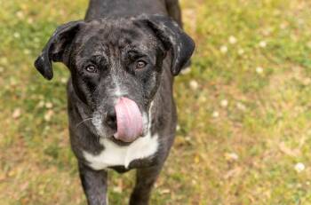 Sasuke -  Mixed Breed Dog Available for Adoption in Durham, North Carolina - Sasuke | PetCurious