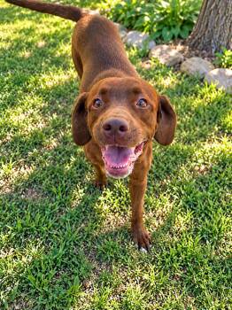 Milo -  Labrador Retriever Dog for Adoption in Brownstown, Indiana - Milo | PetCurious