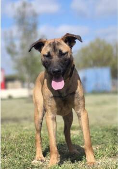 Shepherd Dogs Available for Adoption - Rosemary | PetCurious