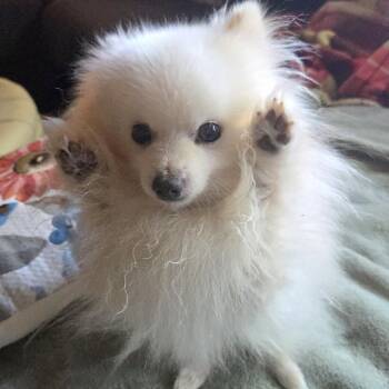 Pomeranian and Mixed Breed Dogs Available for Adoption in Alma, Wisconsin - Levi | PetCurious