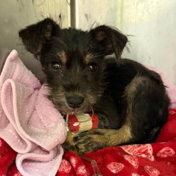 Border Terrier and Schnauzer Dogs Available for Adoption - Soloist | PetCurious