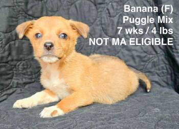 BANANA -  Pug and Beagle Dog for Adoption in Pomfret, Connecticut - BANANA | PetCurious