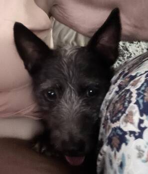 Oliver -  Terrier and Schnauzer Dog for Adoption in Media, Pennsylvania - Oliver | PetCurious