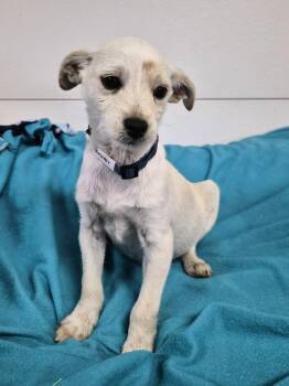 Willoughby -  Terrier Dog for Adoption in Hillside, Illinois - Willoughby | PetCurious