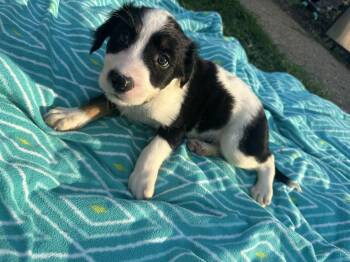 Australian Cattle Dog Blue Heeler and American Staffordshire Terrier Dogs Available for Adoption in Mt. Juliet, Tennessee - Huckleberry (Tombstone Litter) | PetCurious