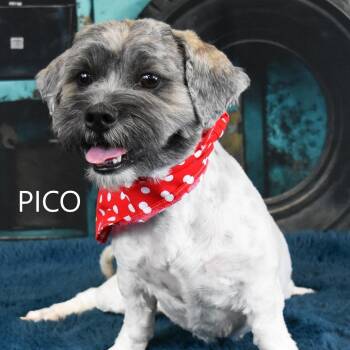 Pico/Lola -  Lhasa Apso and Mixed Breed Dog for Adoption in Yuma, Arizona - Pico/Lola | PetCurious
