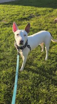 Atlas -  Pit Bull Terrier Dog for Adoption in Elgin, Illinois - Atlas | PetCurious
