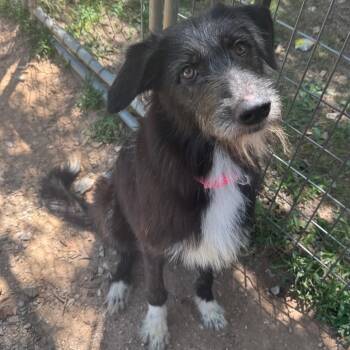 Straya -  Irish Wolfhound Dog for Adoption in Pineville, Missouri - Straya | PetCurious