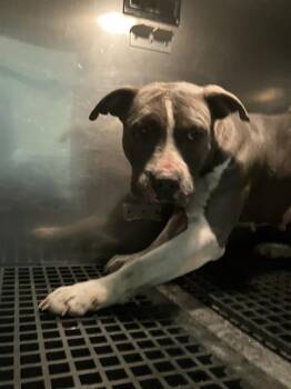 Mixed Breed Dogs Available for Adoption - TIKA | PetCurious