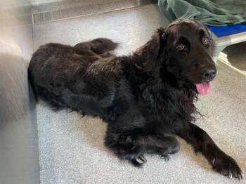 ORWYLE -  Flat Coated Retriever Dog for Adoption in Tustin, California - ORWYLE | PetCurious