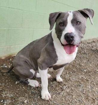 Rescue Pit Bull Terrier Dogs for Adoption in Butte, Montana - Poppy | PetCurious