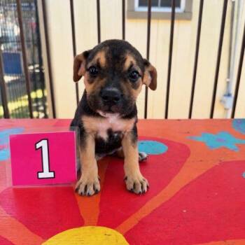 Pookers -  Mixed Breed Dog for Adoption in Bellmawr, New Jersey - Pookers | PetCurious