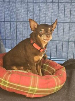 Minnie -  Miniature Pinscher Dog for Adoption in Kennewick, Washington - Minnie | PetCurious