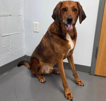Tommy -  Bloodhound and Mixed Breed Dog for Adoption in Roanoke, Virginia - Tommy | PetCurious