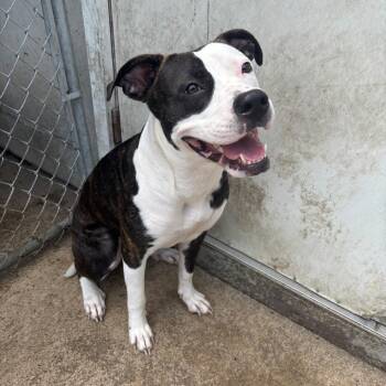 Luna -  Pit Bull Terrier Dog for Adoption in Butler, Kentucky - Luna | PetCurious