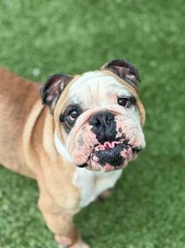 Barnacle Bill -  English Bulldog Dog for Adoption - Barnacle Bill | PetCurious